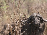 Marion, Romane South Africa 2014 (9 of 45) : KNP Pretoriuskop, Marion visit
